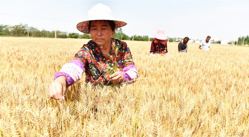 <b>“小满小满 麦粒渐满”</b>