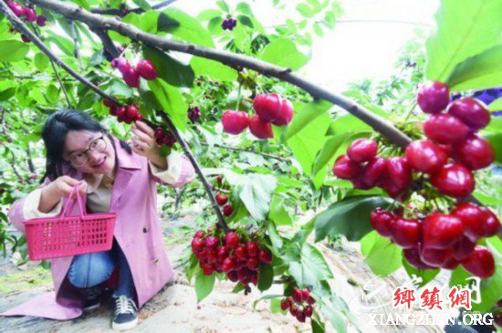 <b>宿迁泗洪：硕果满枝头 游客采摘乐</b>