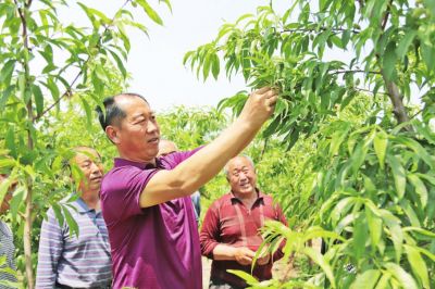 <b>河北省广宗县打造现代特色农业基地</b>