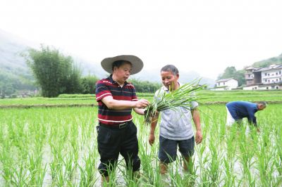 <b>贵州：干部深入田间地头 指导农民科学防治病虫害</b>