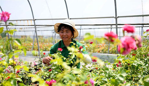 <b>“鲜花经济”助力乡村振兴</b>