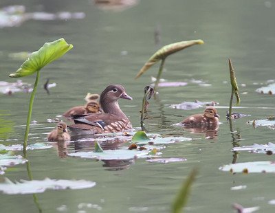 <b>西湖的鸳鸯，还会亲近人吗</b>