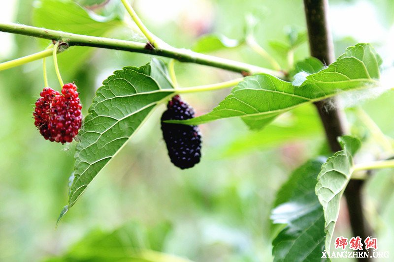 <b>安徽颍东：返乡创业建桑园  桑葚熟了满园香</b>