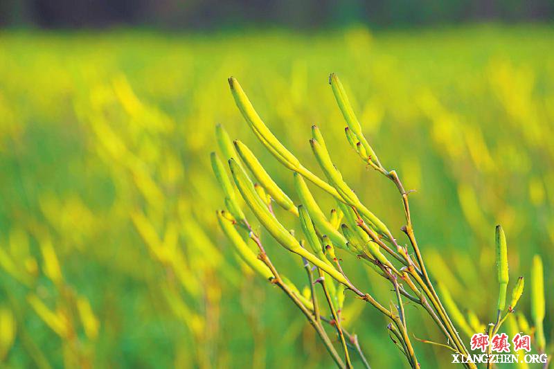 <b>达州渠县：黄花之乡 凌晨采“花”</b>