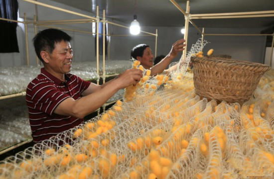 <b>湖州德清：金色蚕茧采收忙</b>