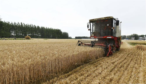 <b>又到麦收时</b>