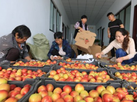 江苏泗洪“扶贫果”抢鲜上市 可实现收入1200万元
