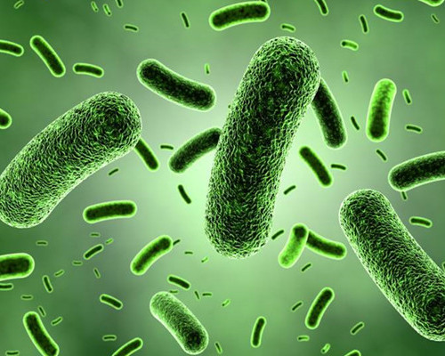 <b>我国开建真菌病监测网</b>