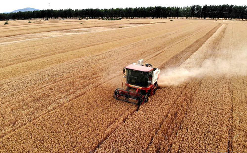 <b>“中原粮仓”迎来丰收季</b>