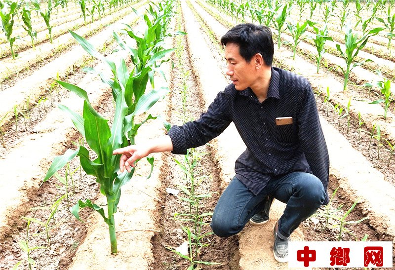 <b>残疾人杨春华“间作套种”出高效</b>