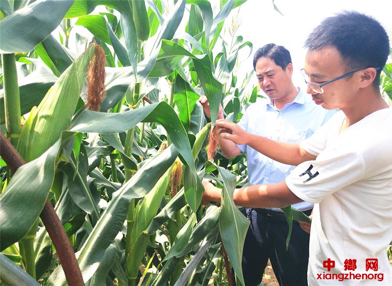 <b>郯城：粘玉米按个卖  一亩抵三亩</b>