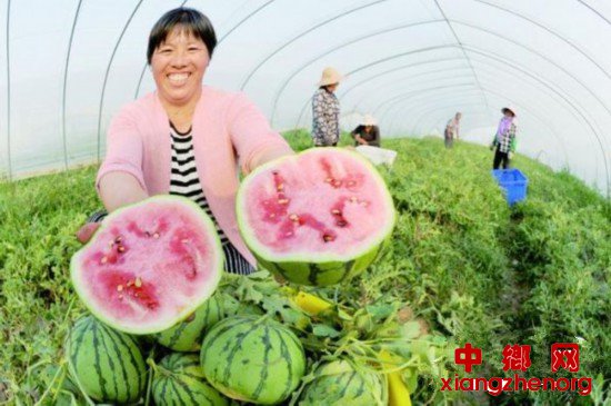 <b>宿迁泗洪：西瓜甜，好日子更甜</b>