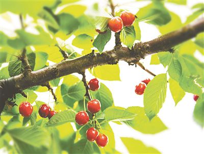 <b>车厘子成熟迎来采摘季</b>