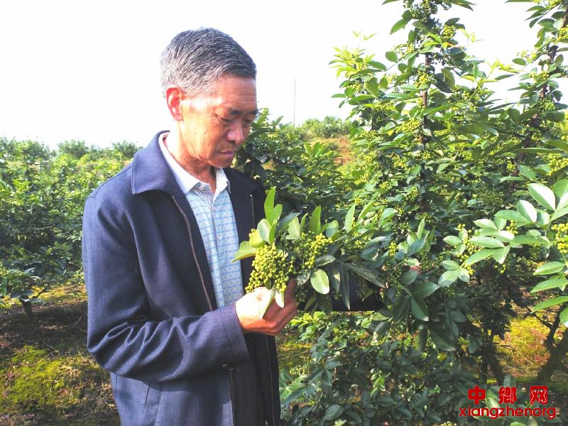 洪雅县：“藤椒之父”余江洪 搭建藤椒致富路