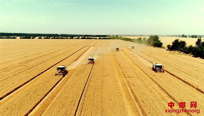 <b>华山脚下“收麦”忙</b>