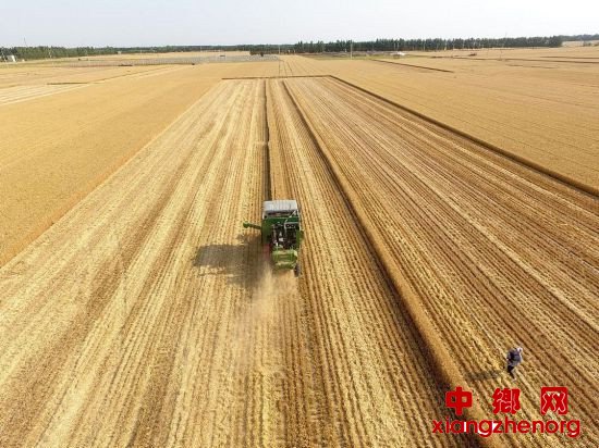 山东：正是麦收农忙时