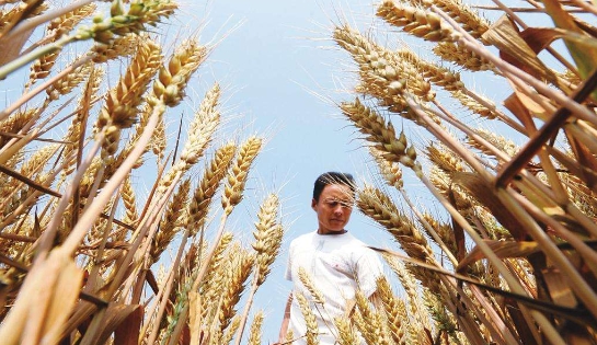 <b>农业农村部：我国夏粮收获过六成</b>
