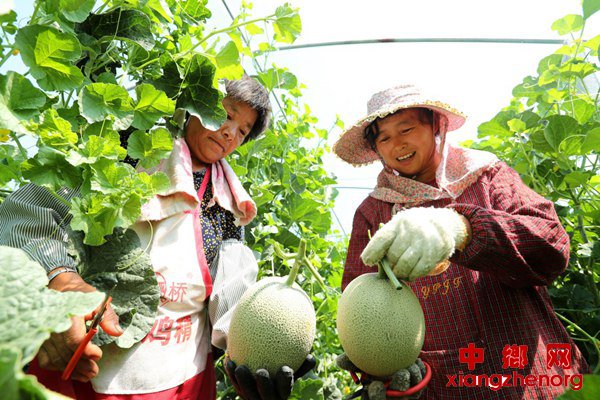 <b>夏日瓜果收获忙</b>