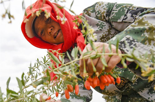 头茬枸杞采摘忙