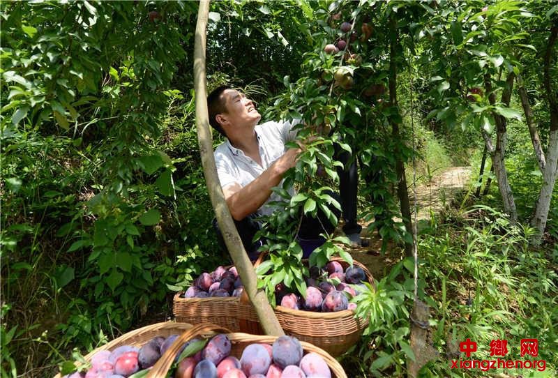 <b>湖北保康：李子成熟上市</b>
