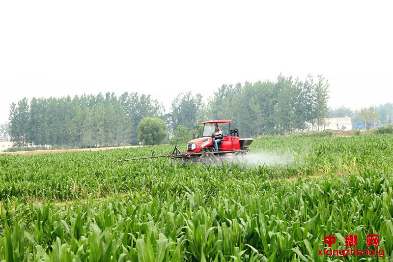 <b>安徽颍东：防病治虫促增收</b>