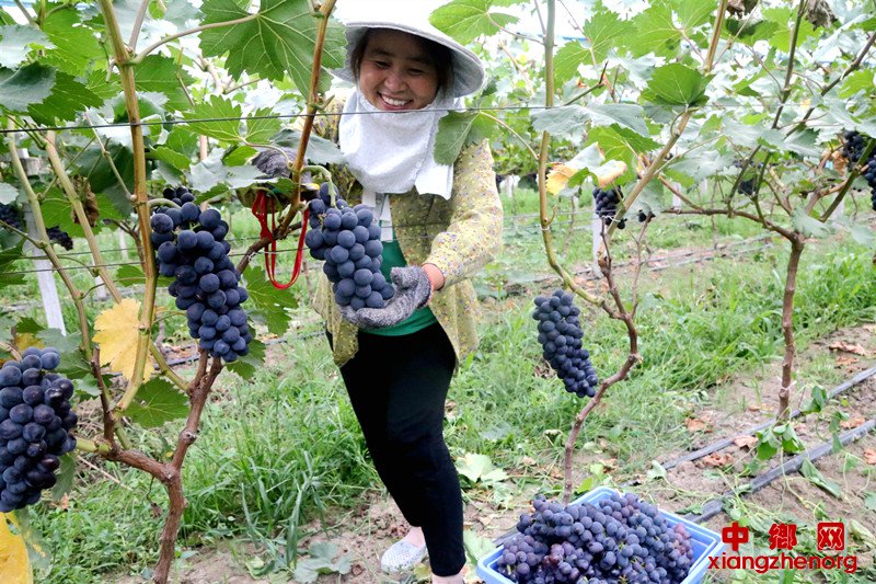 <b>安徽颍东：又到葡萄飘香时</b>