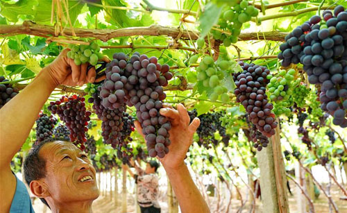 <b>葡萄栽植盘活山村经济</b>