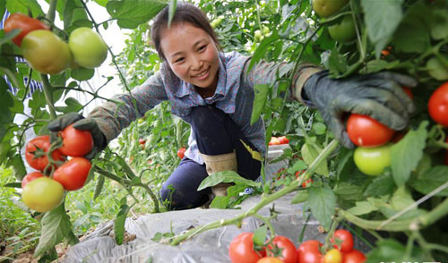 <b>夏日采收忙</b>