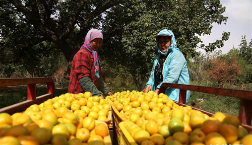 <b>甘肃敦煌杏飘香</b>