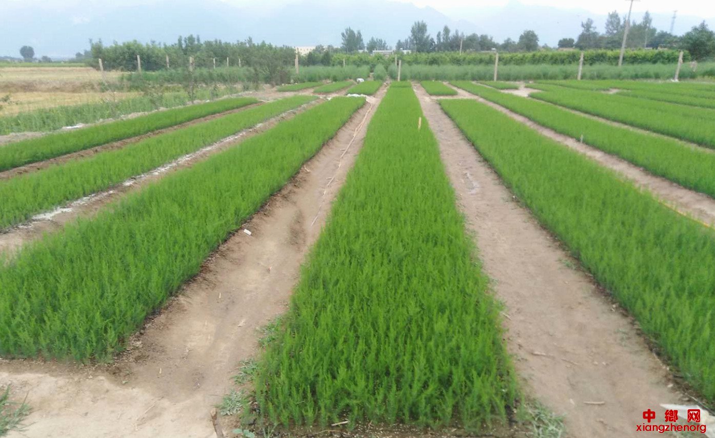 陕西：小小芦笋“茁生”特色产业脱贫致富路