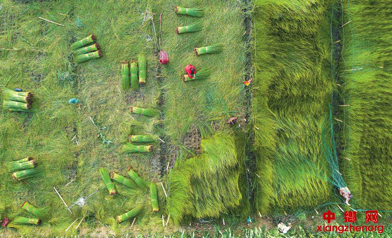 <b>收割季 “龙眉蔺草”撑起大产业</b>