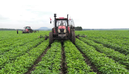 <b>大豆夏管忙</b>