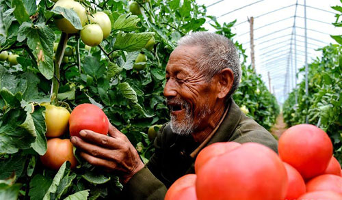 <b>“扶贫大棚”助增收</b>