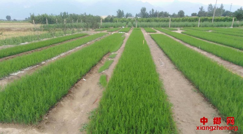 <b>育苗芦笋下栽忙</b>