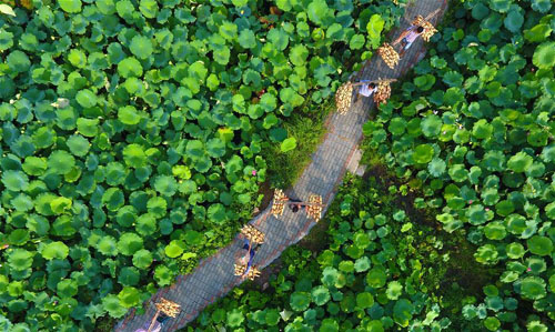 <b>打造美丽荷塘 助力乡村脱贫</b>