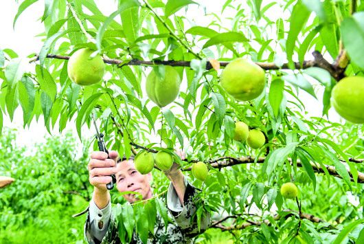 <b>硕果满枝丰收在望</b>