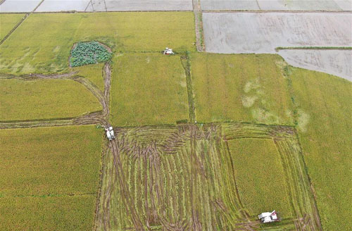 <b>夏日忙“双抢”</b>