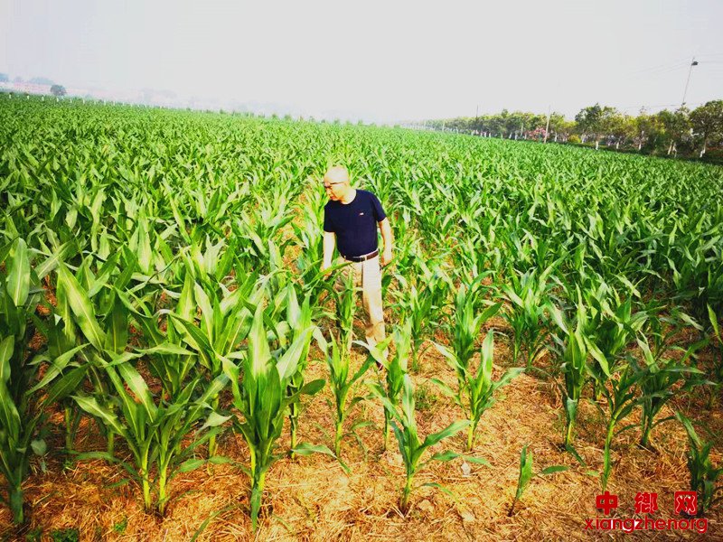 <b>安徽：西二铺乡多措并举“蛾口夺粮”保丰收</b>