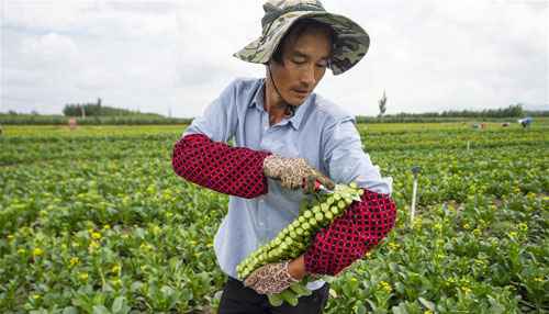 冷凉蔬菜采摘忙