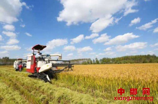 <b>江苏夏粮面积减少单产提高 总产同比增加6亿斤</b>