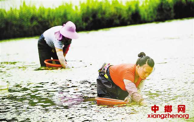 <b>莼菜产业促民增收</b>