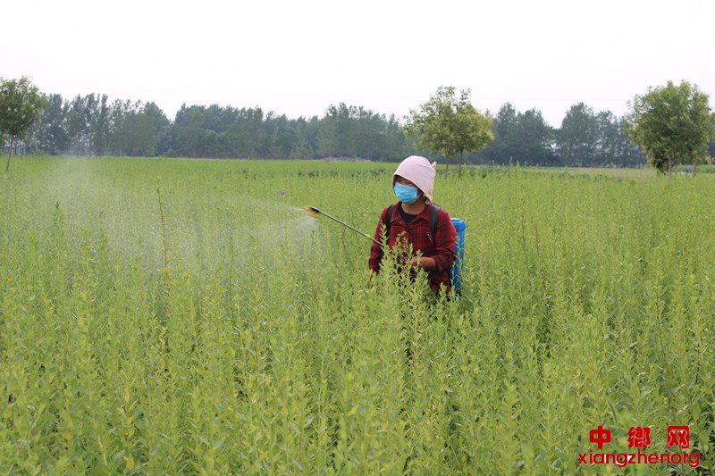 <b>药材管理正当时</b>