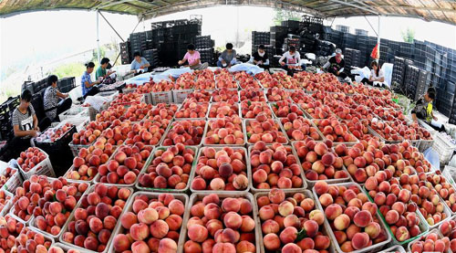 <b>鲜桃产业“映红”乡村经济</b>