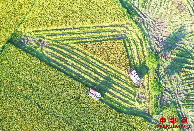 <b>风吹稻浪收割忙</b>