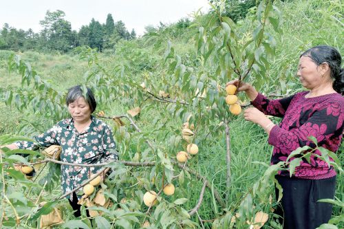<b>湖南隆回荒山种出“黄金果”</b>