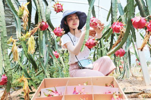 <b>江苏灌云火龙果甜蜜“上线”</b>