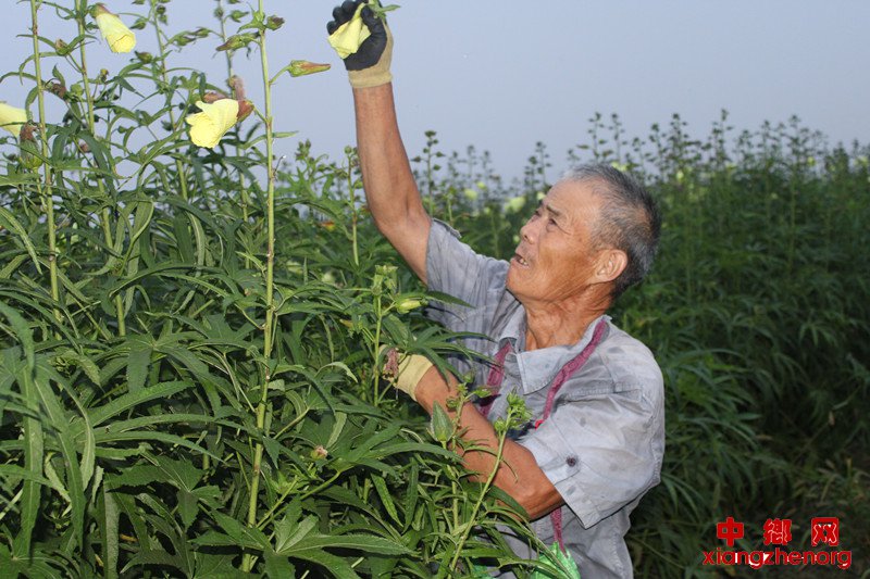 <b>黄蜀葵开出致富花</b>