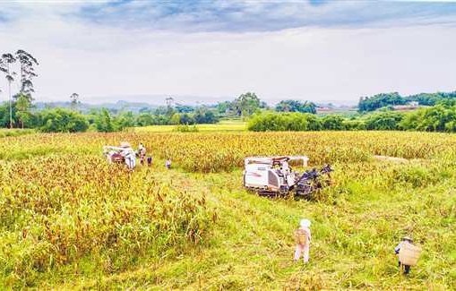 <b>新品种红高粱让老百姓稳定增收</b>