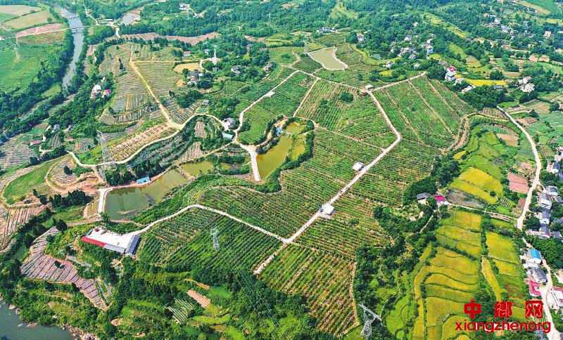 <b>航拍猕猴桃产业园</b>