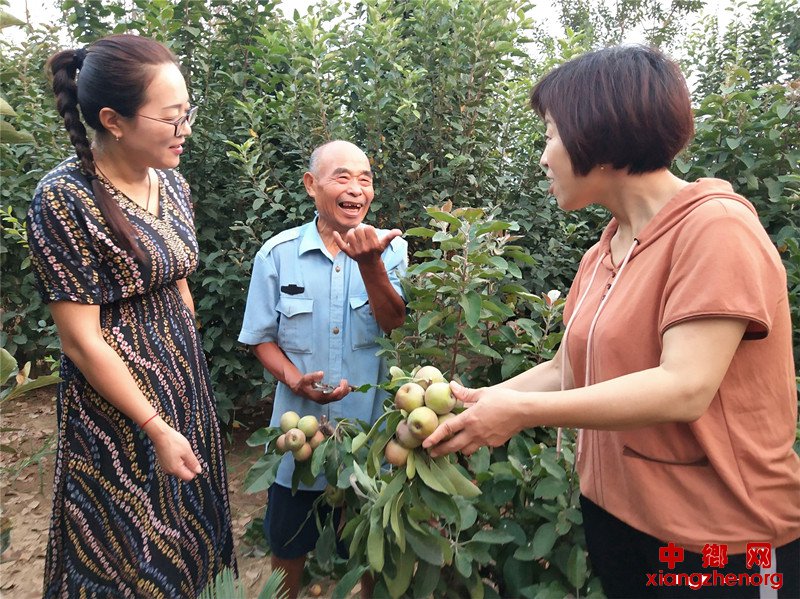 <b>山东郯城：“扶贫”苗木挂满果</b>